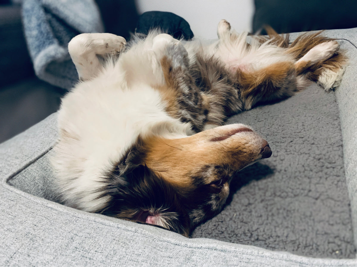 Fütterung von Hunden: Wie viel ist zu viel?