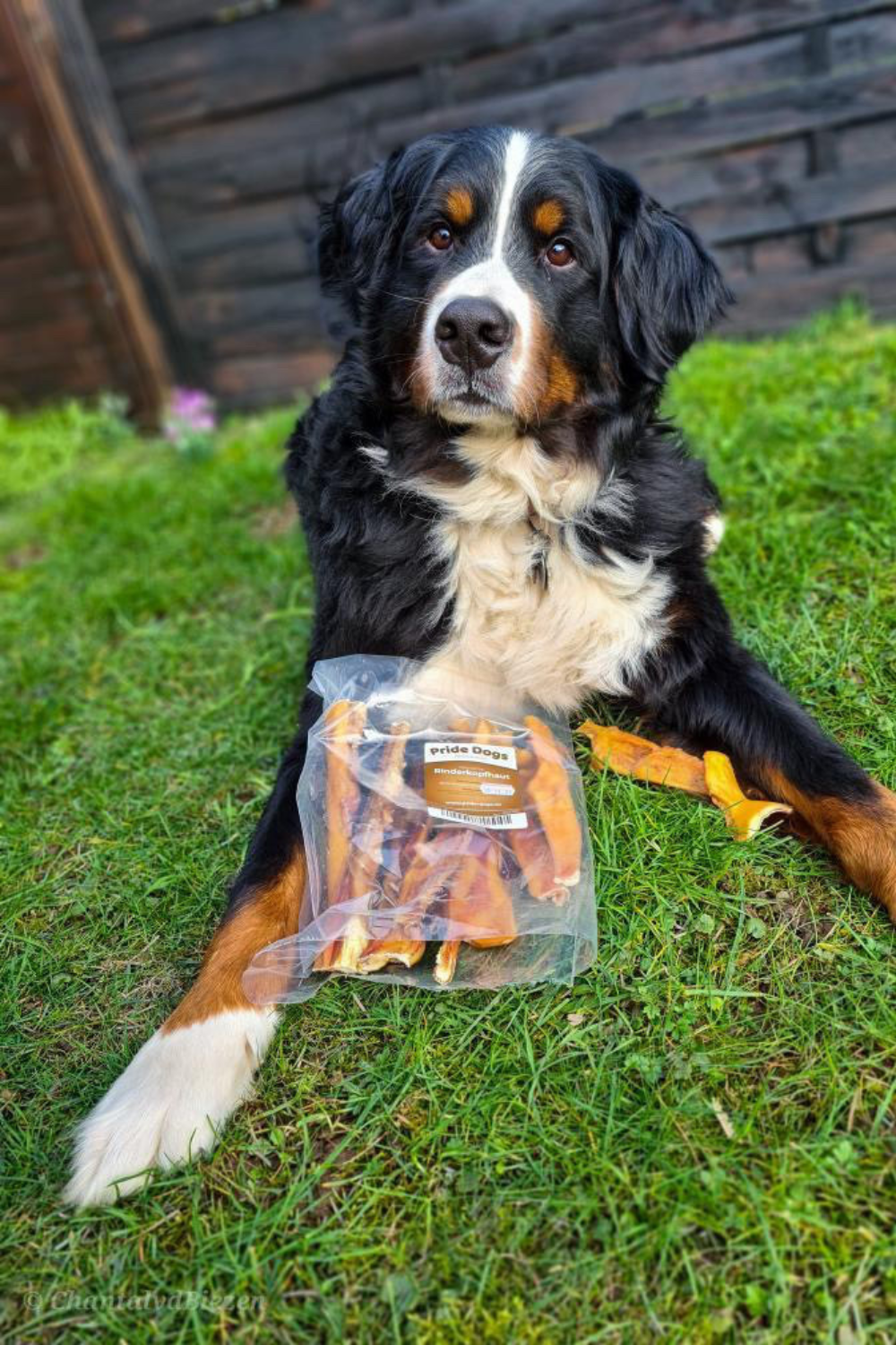 PrideDogs Kundenhund mit Kauartikel