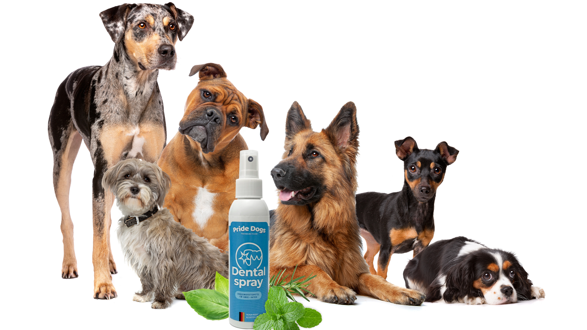 PrideDogs Abo-Produkte