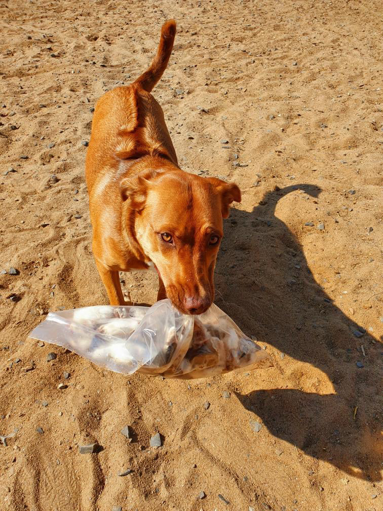 Finden Sie die besten Kauartikel für Ihren Hund auf prididogs.com