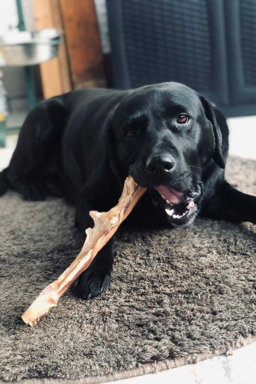 PrideDogs Kundenhund